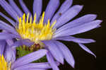 Southern pine aster